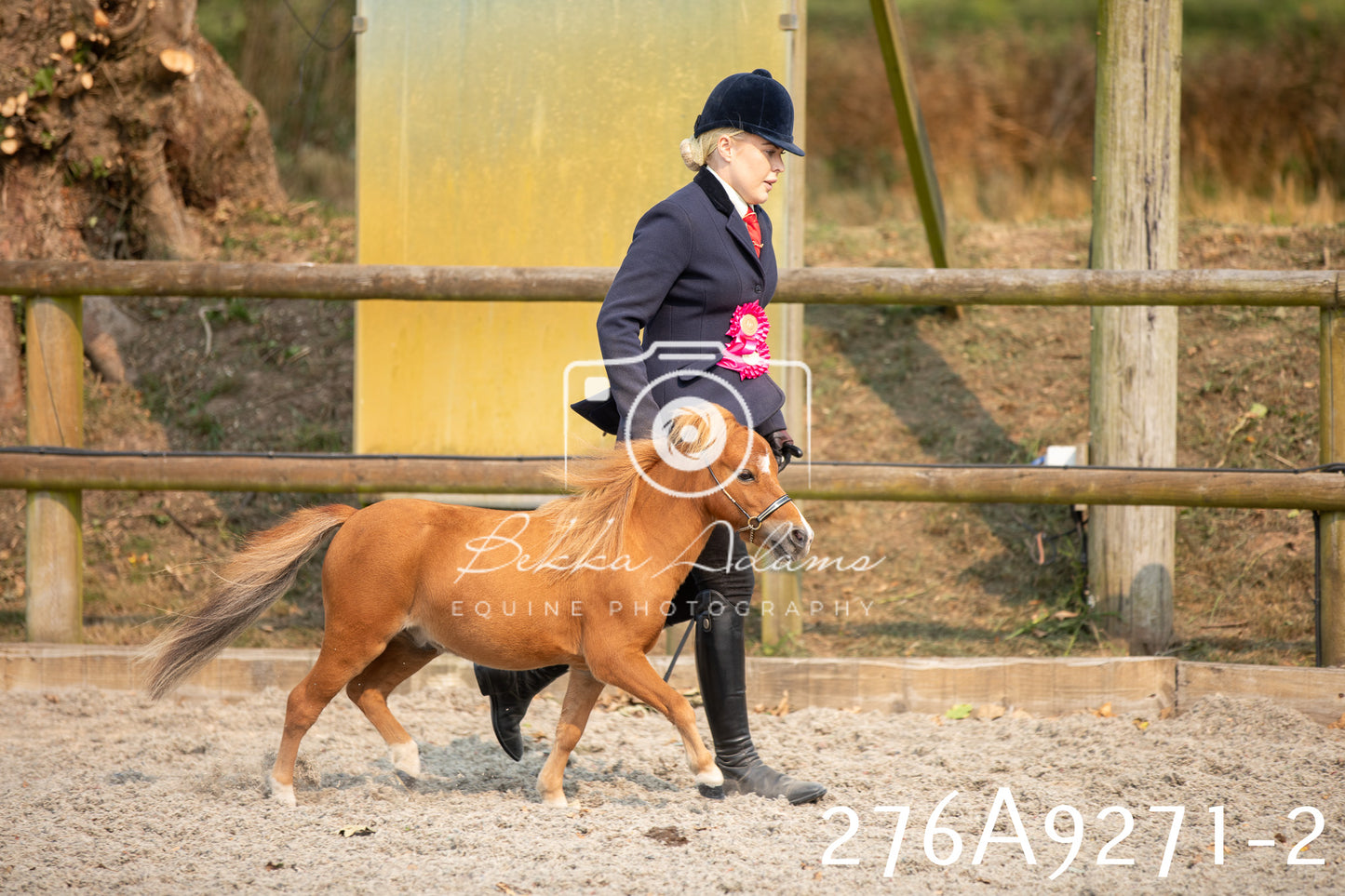 Home Farm Annual Show 2025 - Inhand Pt 1