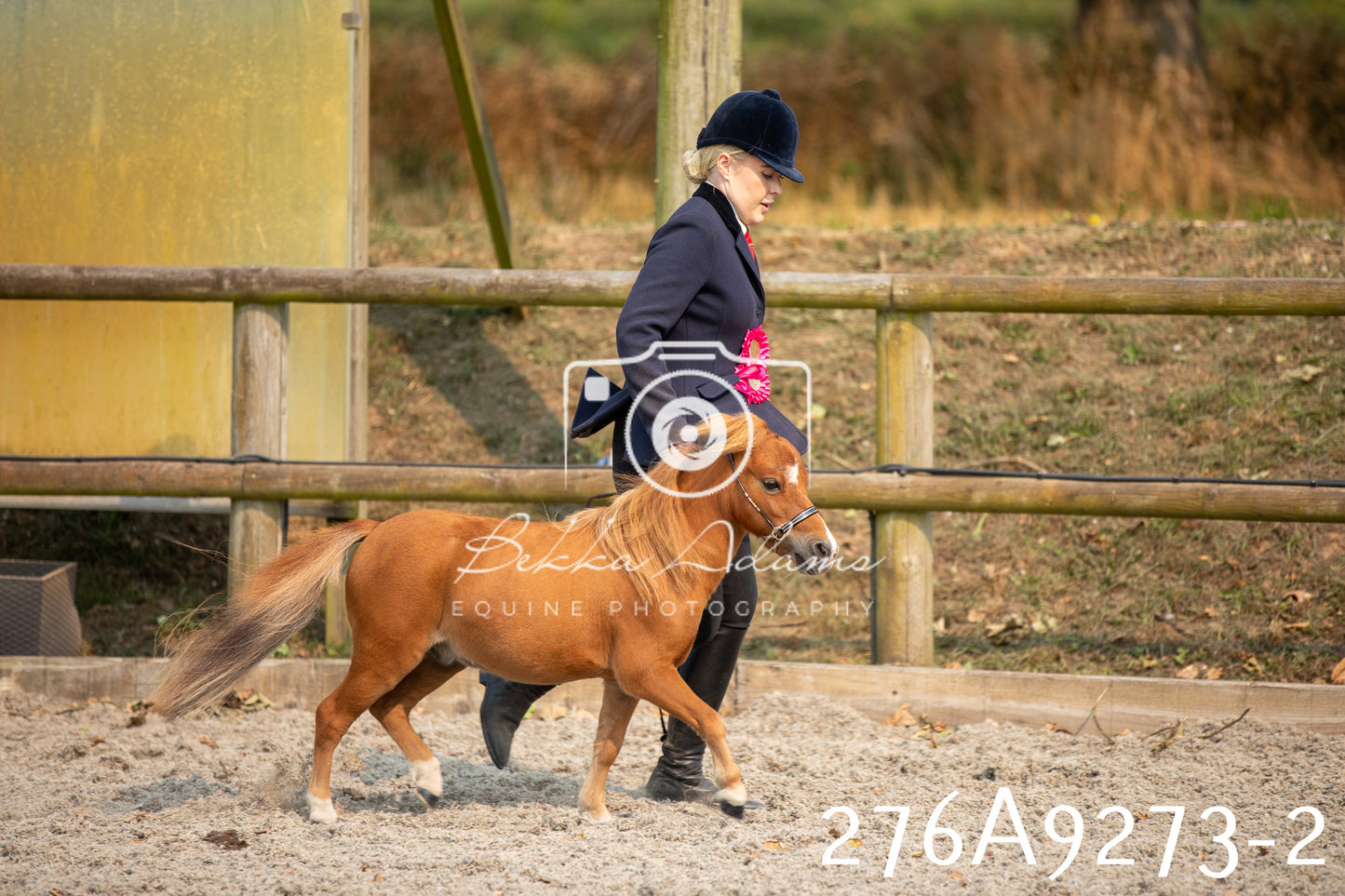 Home Farm Annual Show 2025 - Inhand Pt 1