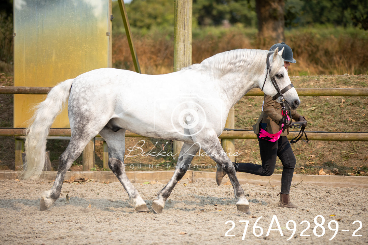 Home Farm Annual Show 2025 - Inhand Pt 1