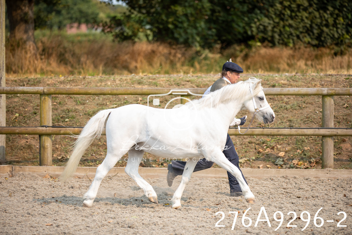 Home Farm Annual Show 2025 - Inhand Pt 1