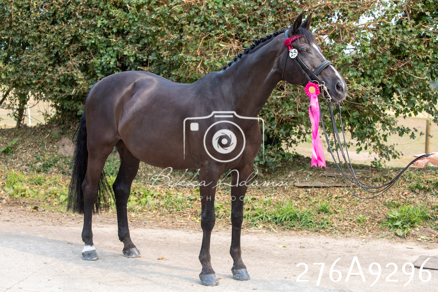 Home Farm Annual Show 2025 - Inhand Pt 1