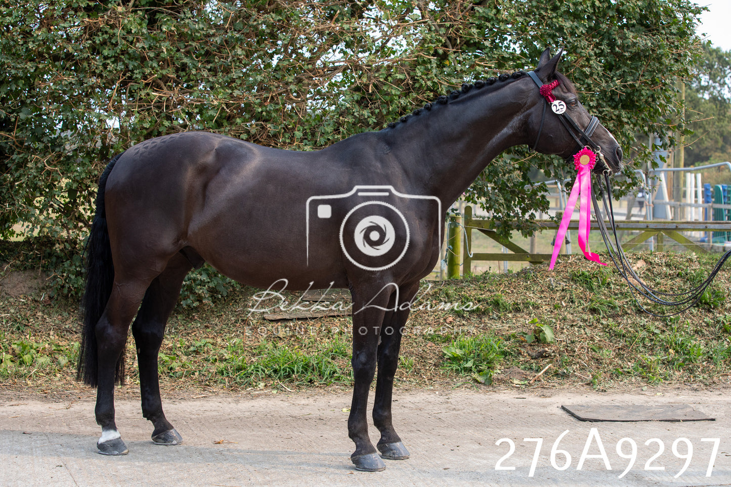 Home Farm Annual Show 2025 - Inhand Pt 1