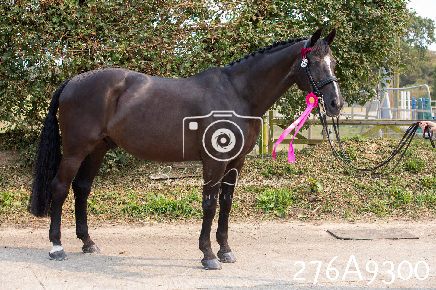 Home Farm Annual Show 2025 - Inhand Pt 1