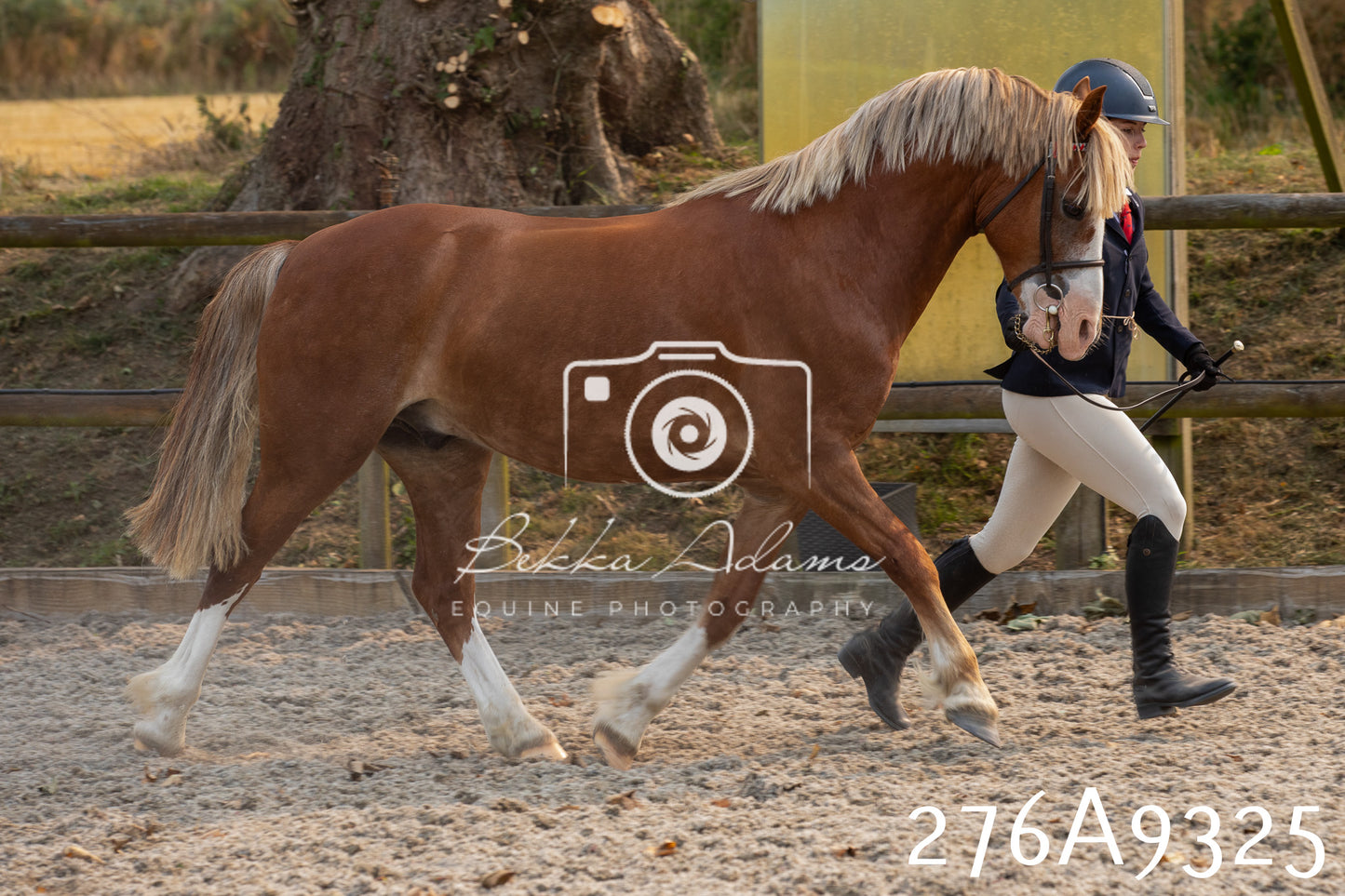 Home Farm Annual Show 2025 - Inhand Pt 1