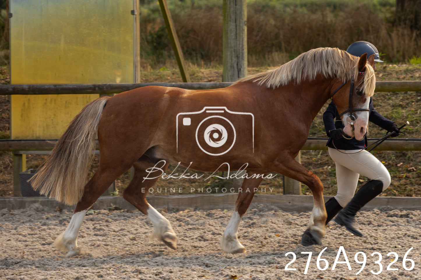 Home Farm Annual Show 2025 - Inhand Pt 1