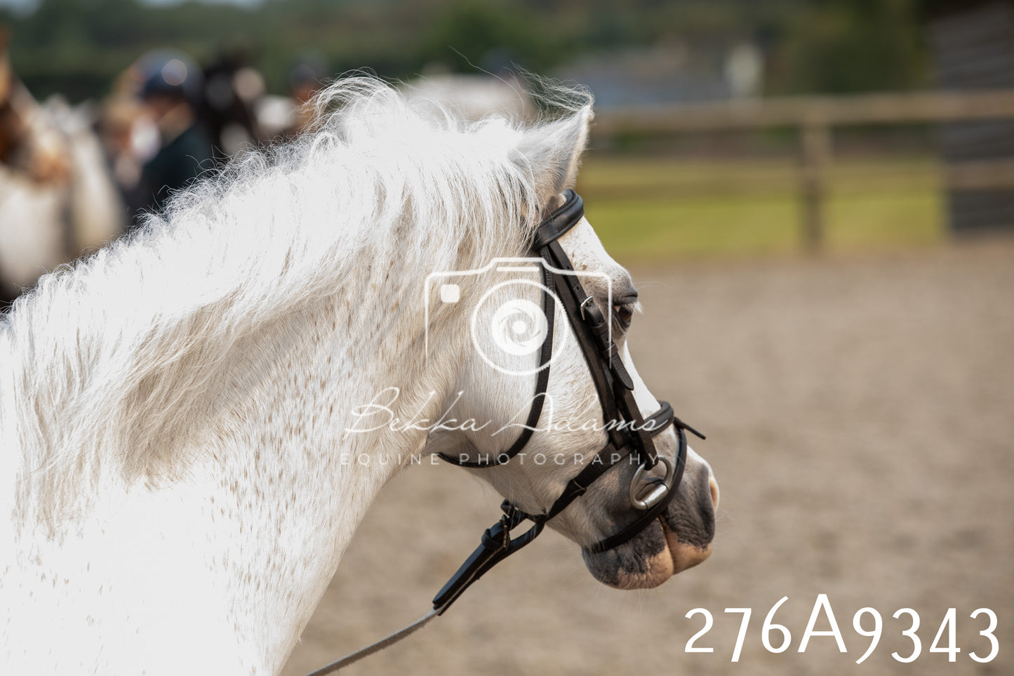 Home Farm Annual Show 2025 - Inhand Pt 1
