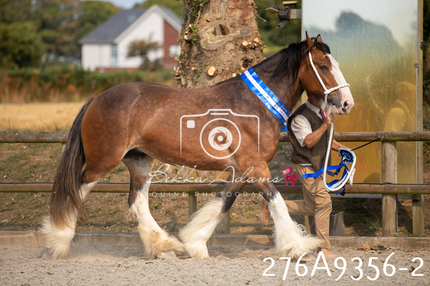 Home Farm Annual Show 2025 - Inhand Pt 1