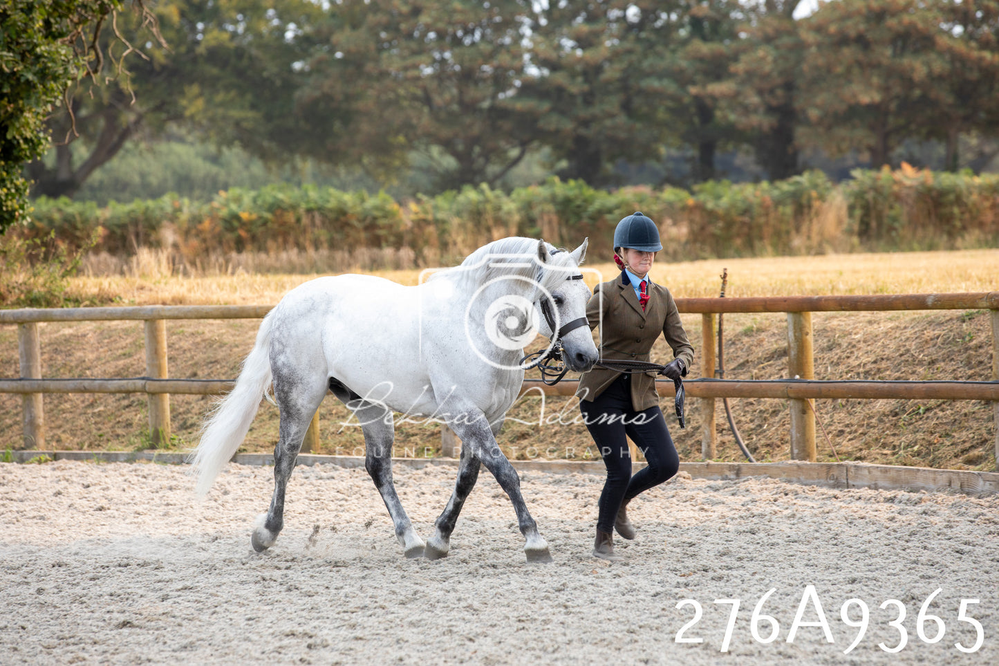 Home Farm Annual Show 2025 - Inhand Pt 1