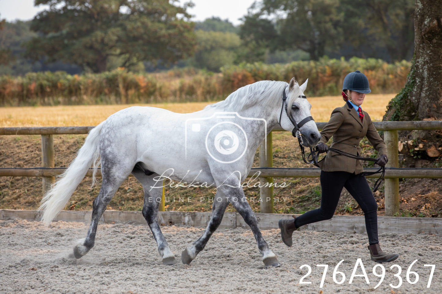 Home Farm Annual Show 2025 - Inhand Pt 1