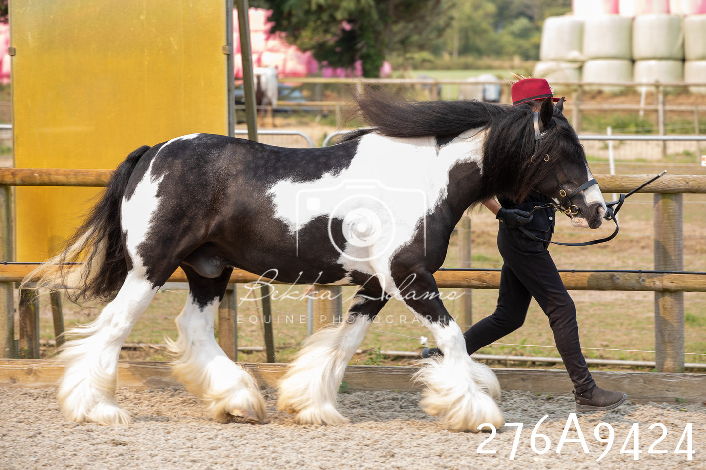 Home Farm Annual Show 2025 - Inhand Pt 2