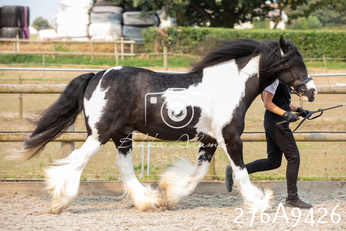 Home Farm Annual Show 2025 - Inhand Pt 2