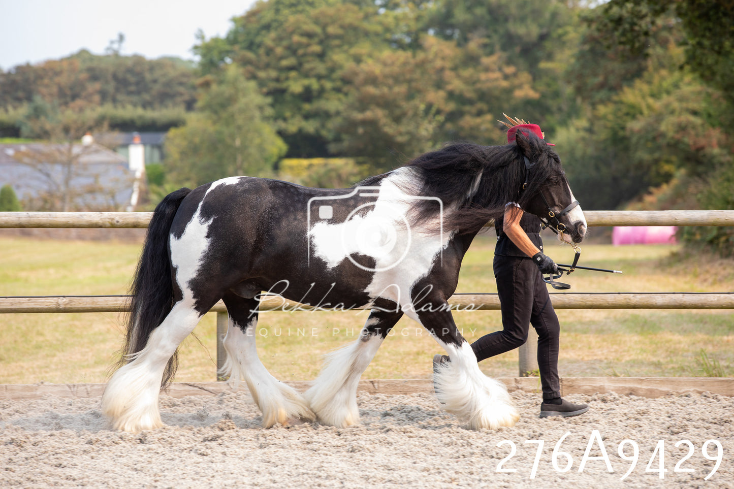 Home Farm Annual Show 2025 - Inhand Pt 2