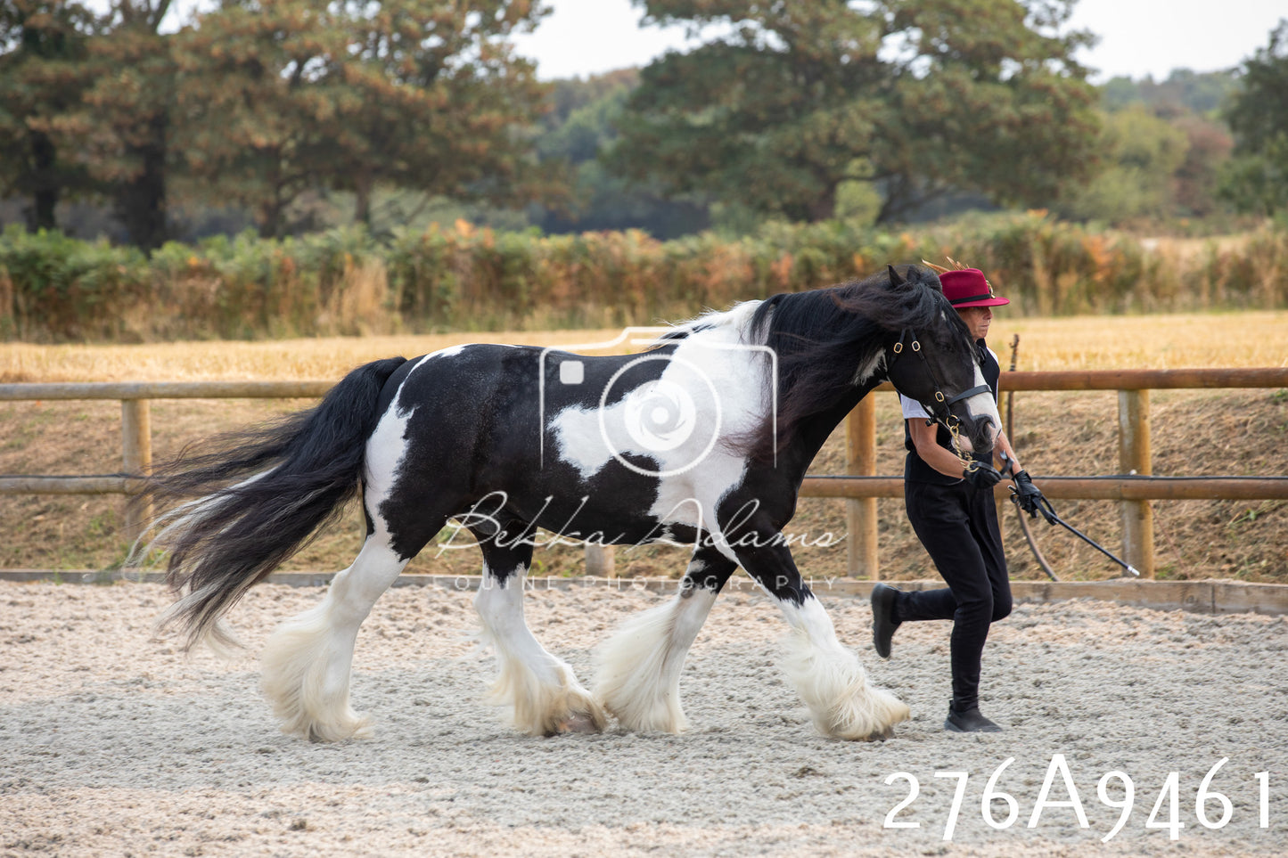 Home Farm Annual Show 2025 - Inhand Pt 2