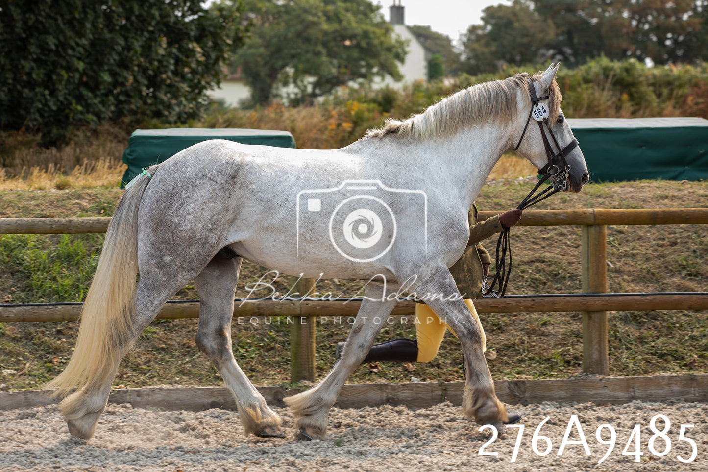 Home Farm Annual Show 2025 - Inhand Pt 2
