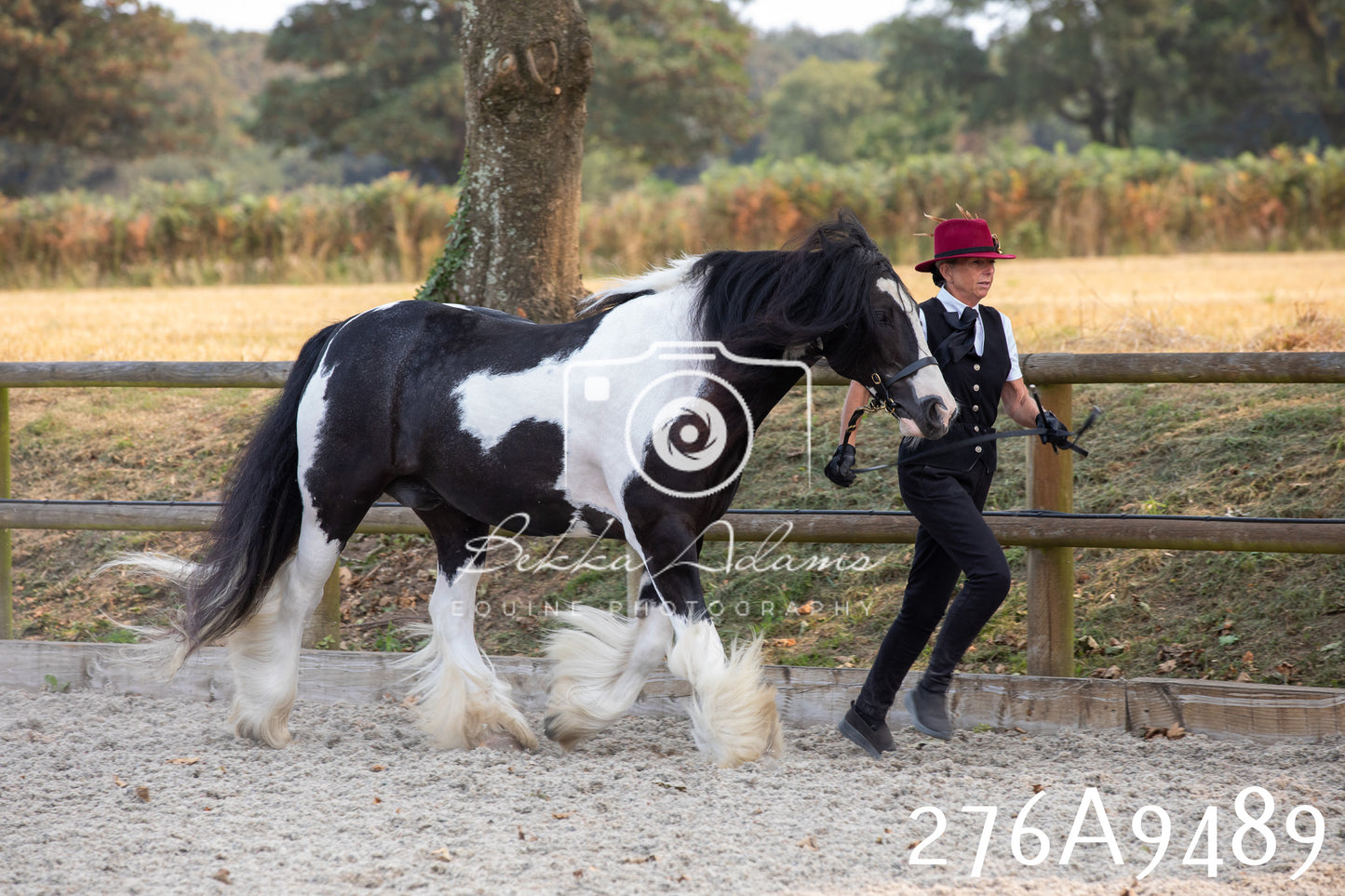 Home Farm Annual Show 2025 - Inhand Pt 2