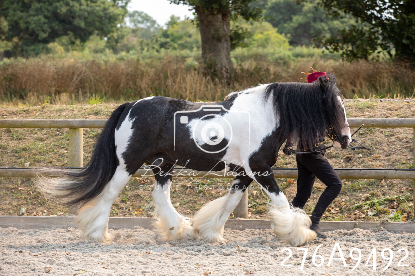 Home Farm Annual Show 2025 - Inhand Pt 2