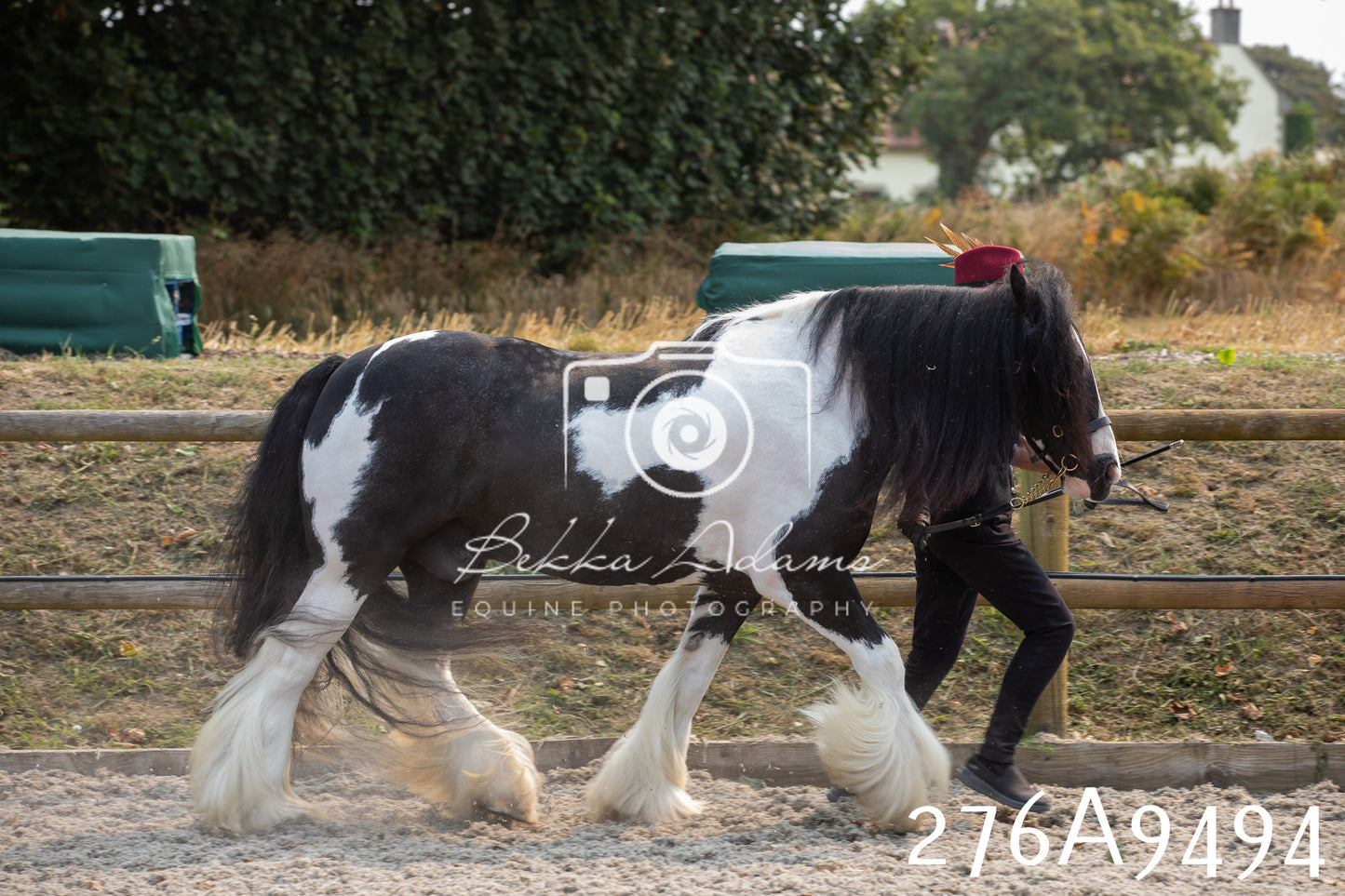 Home Farm Annual Show 2025 - Inhand Pt 2