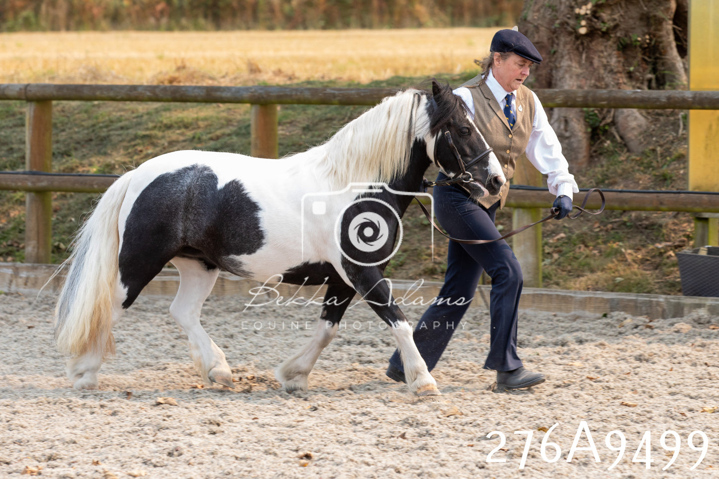 Home Farm Annual Show 2025 - Inhand Pt 2