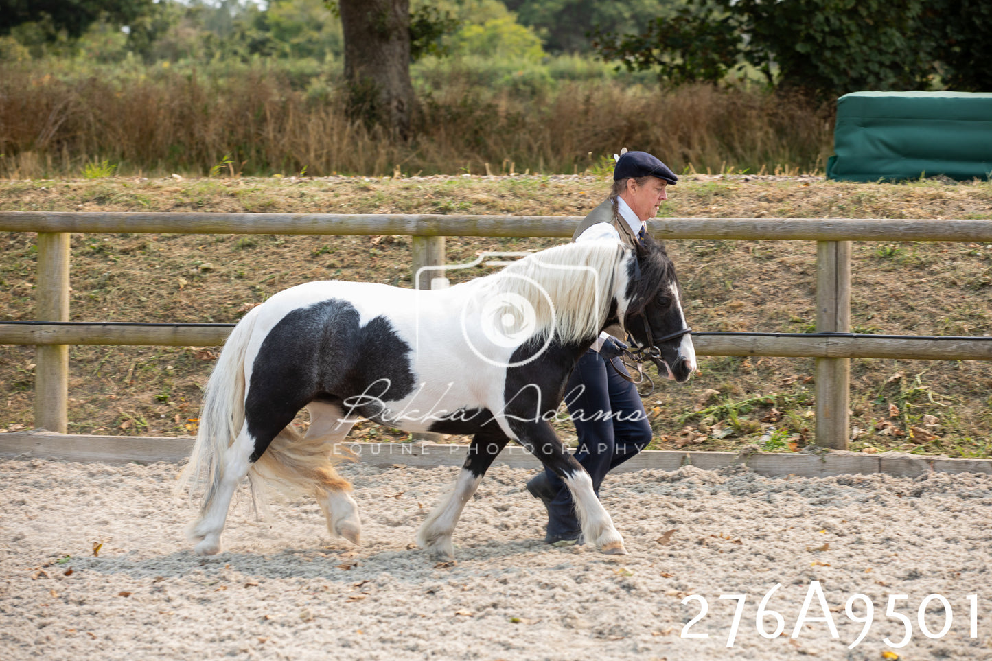 Home Farm Annual Show 2025 - Inhand Pt 2