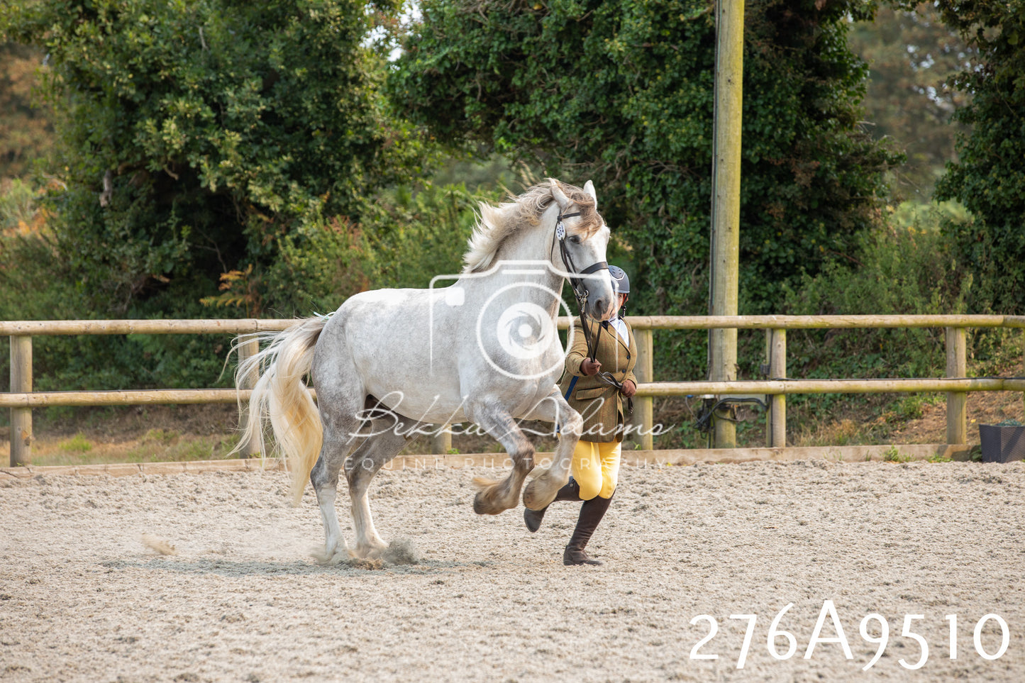 Home Farm Annual Show 2025 - Inhand Pt 2
