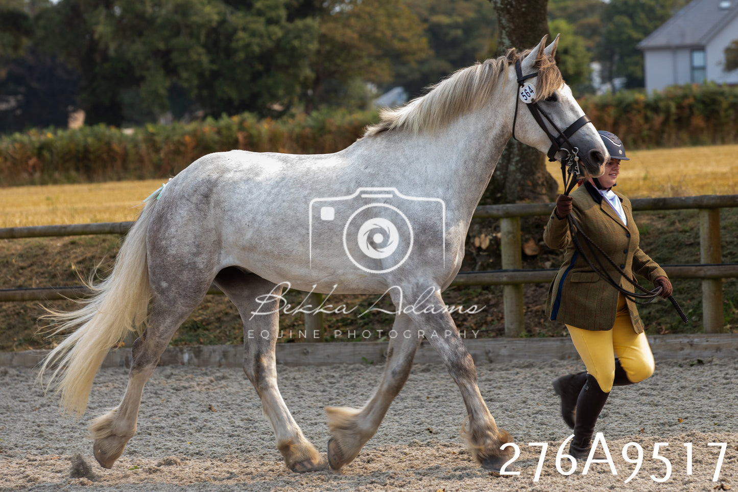 Home Farm Annual Show 2025 - Inhand Pt 2