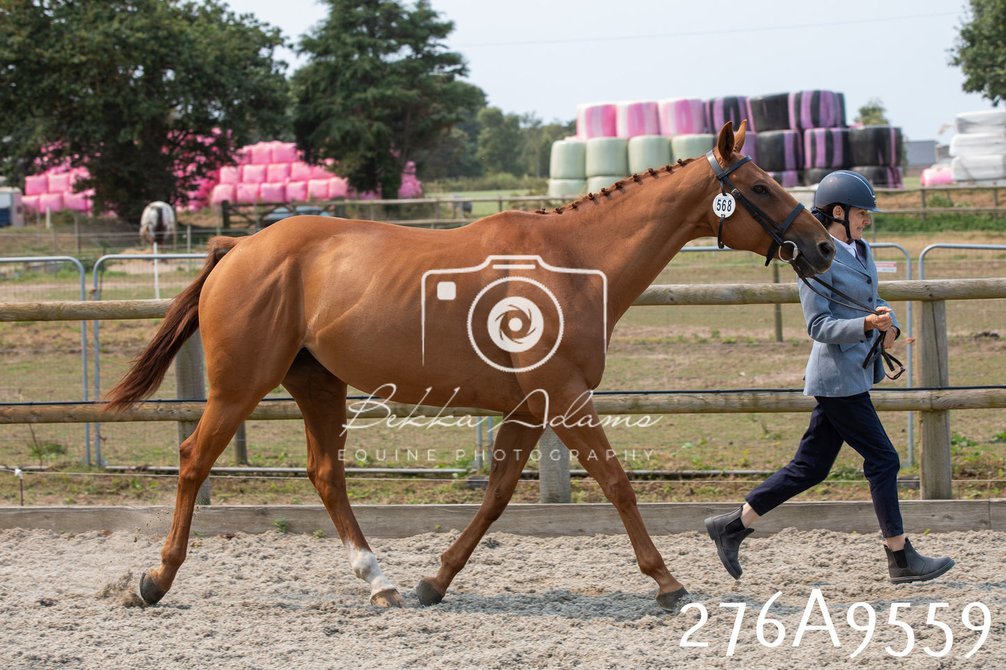 Home Farm Annual Show 2025 - Inhand Pt 2