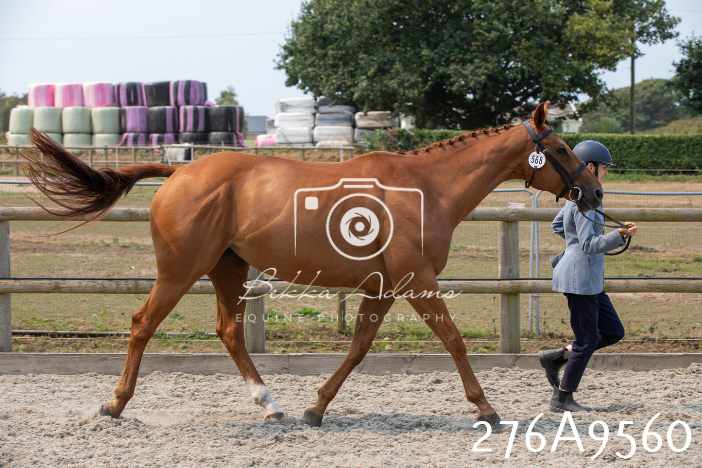 Home Farm Annual Show 2025 - Inhand Pt 2