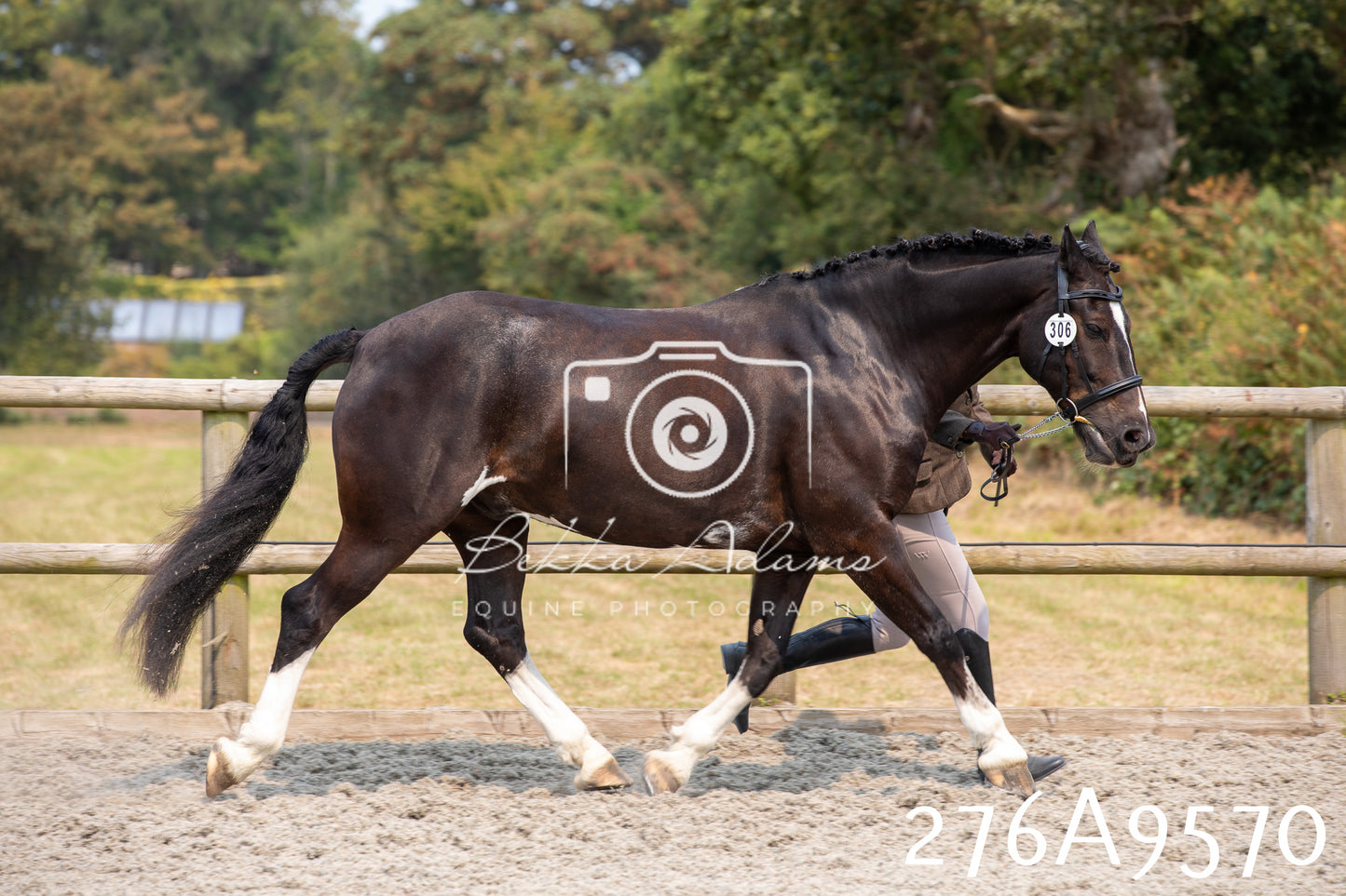 Home Farm Annual Show 2025 - Inhand Pt 2