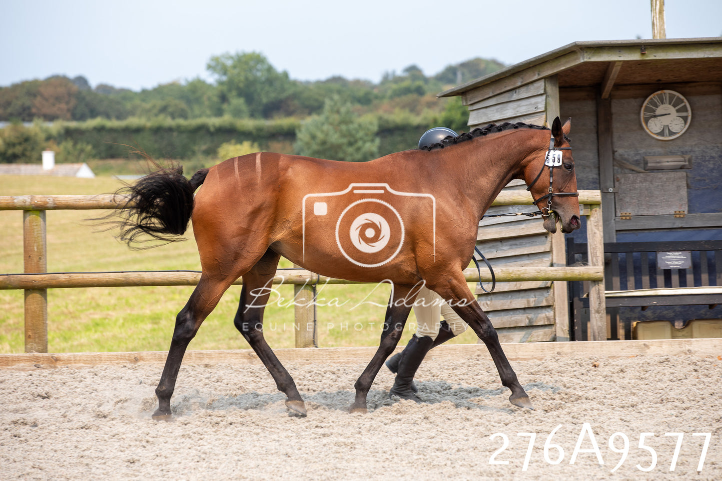 Home Farm Annual Show 2025 - Inhand Pt 2