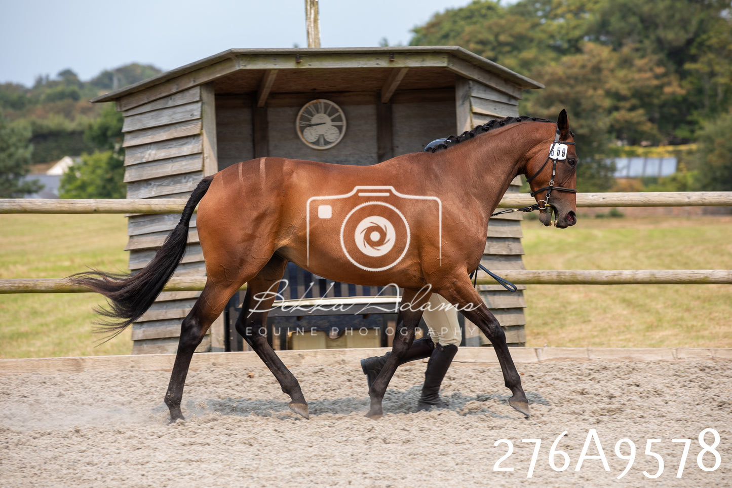 Home Farm Annual Show 2025 - Inhand Pt 2