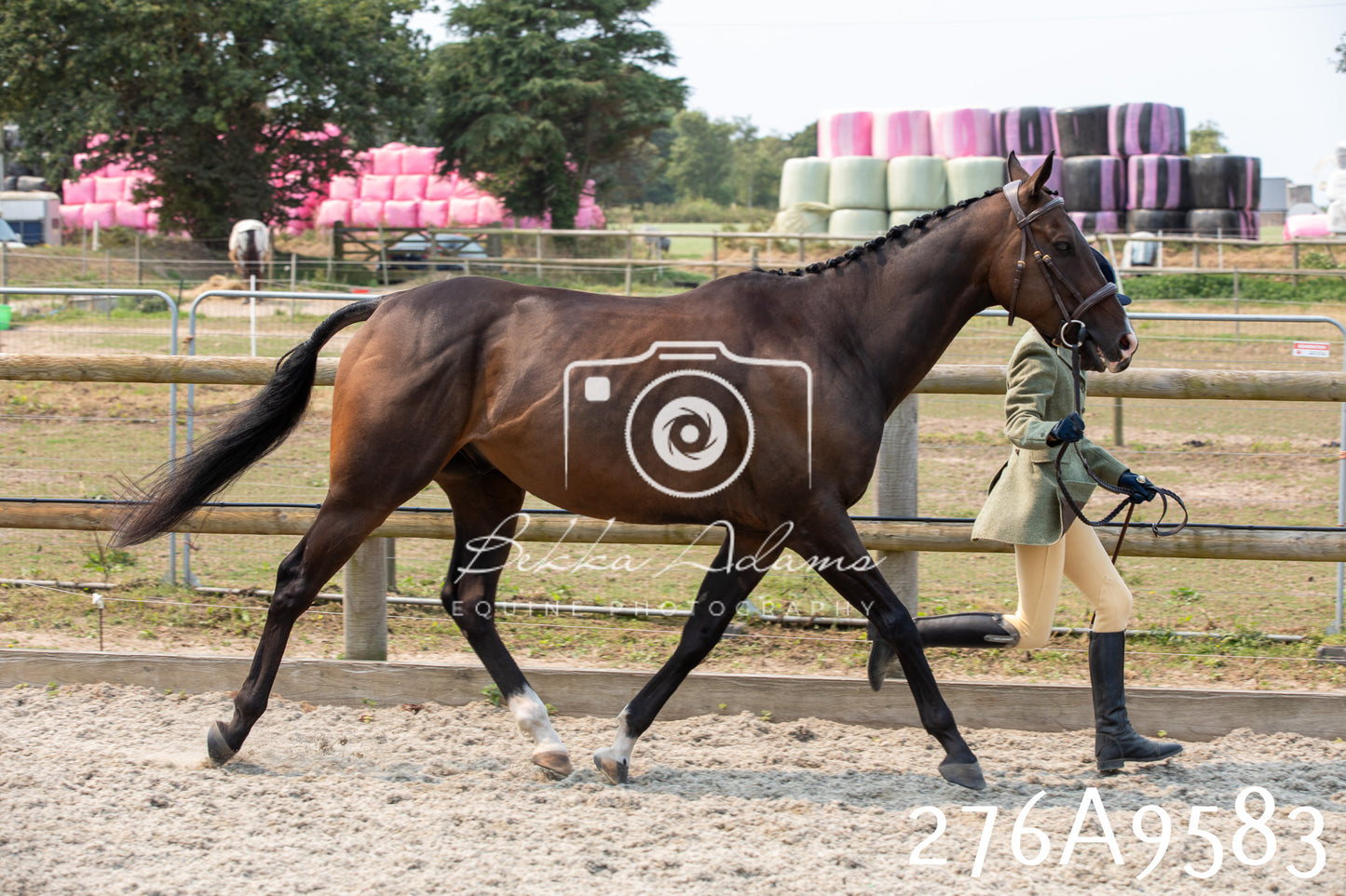 Home Farm Annual Show 2025 - Inhand Pt 2