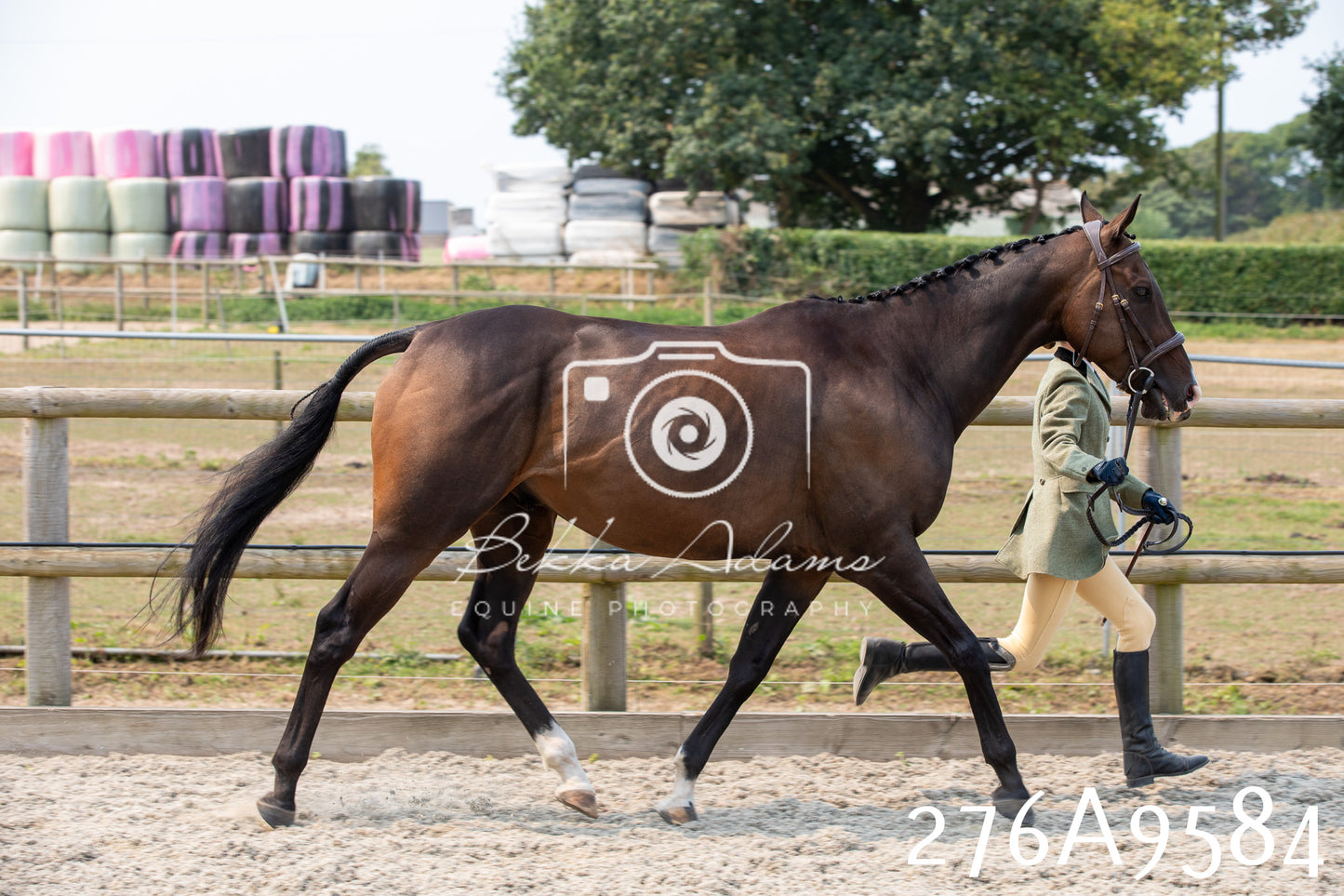 Home Farm Annual Show 2025 - Inhand Pt 2