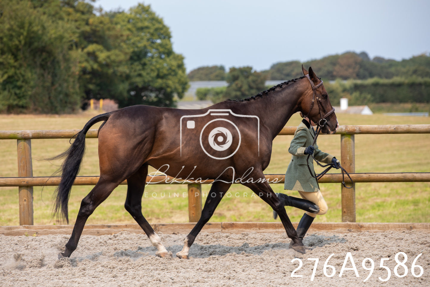 Home Farm Annual Show 2025 - Inhand Pt 2
