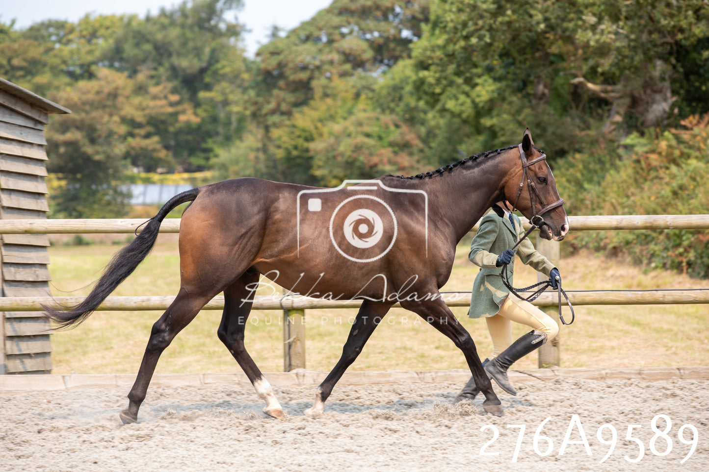 Home Farm Annual Show 2025 - Inhand Pt 2