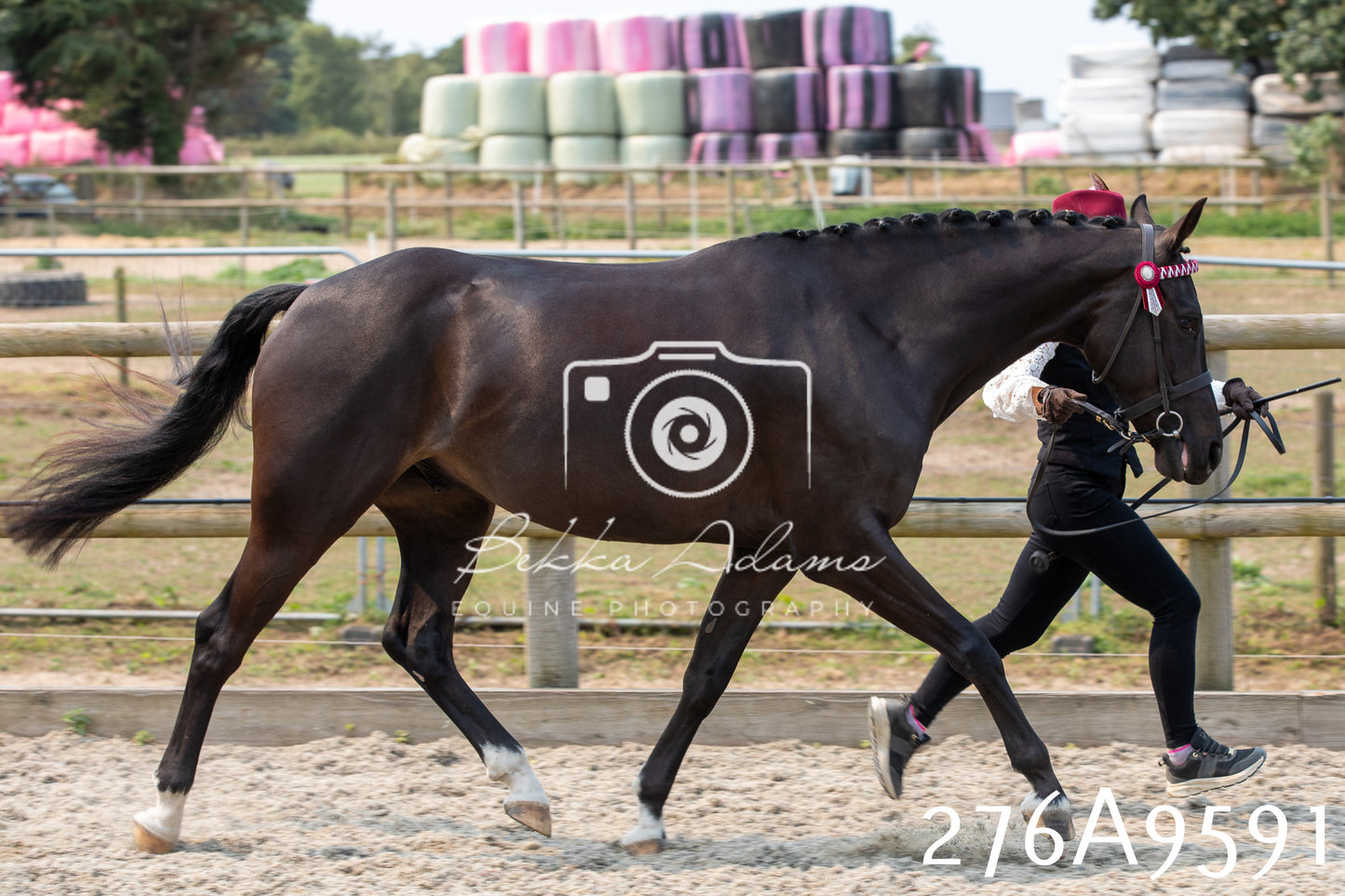 Home Farm Annual Show 2025 - Inhand Pt 2