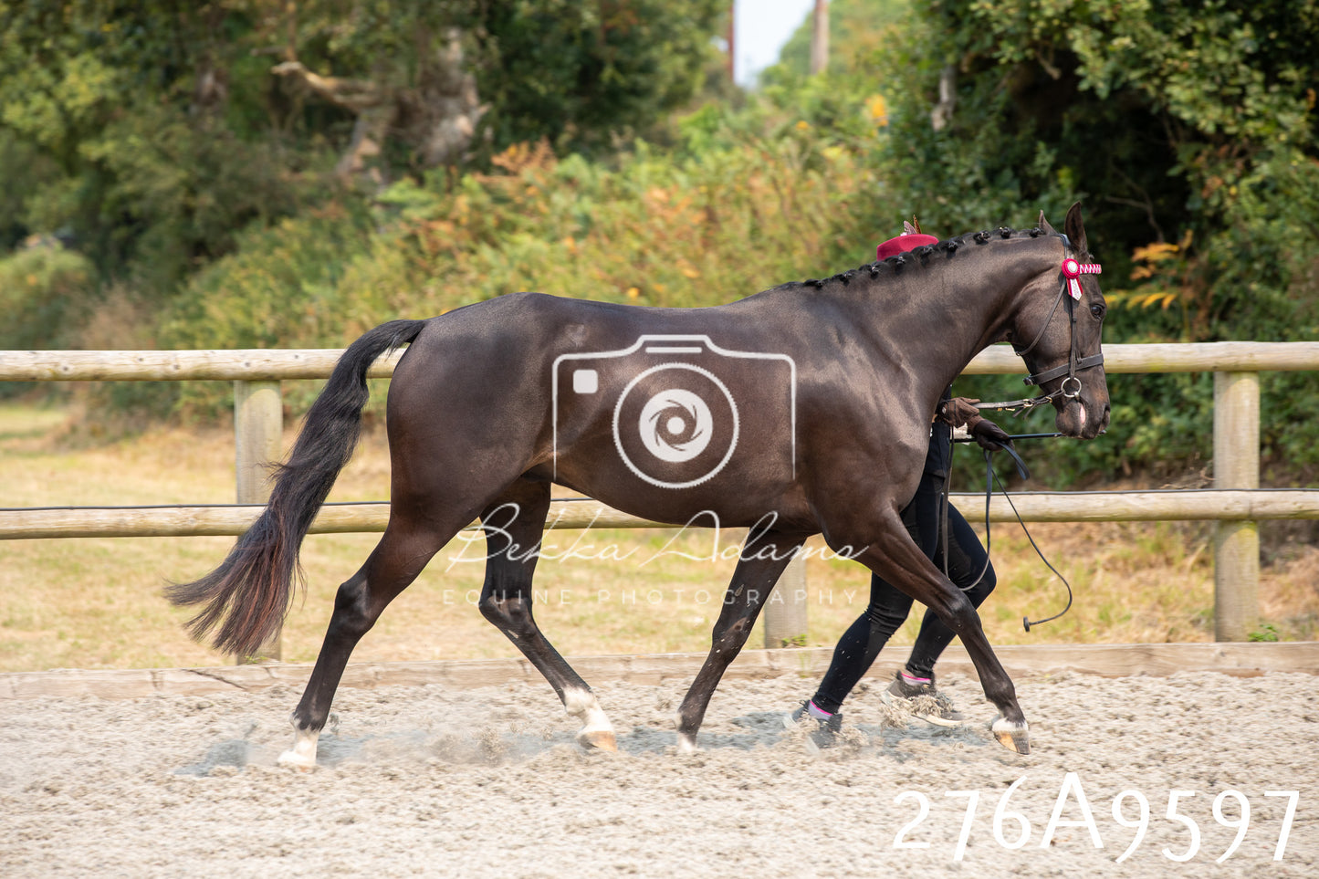Home Farm Annual Show 2025 - Inhand Pt 2