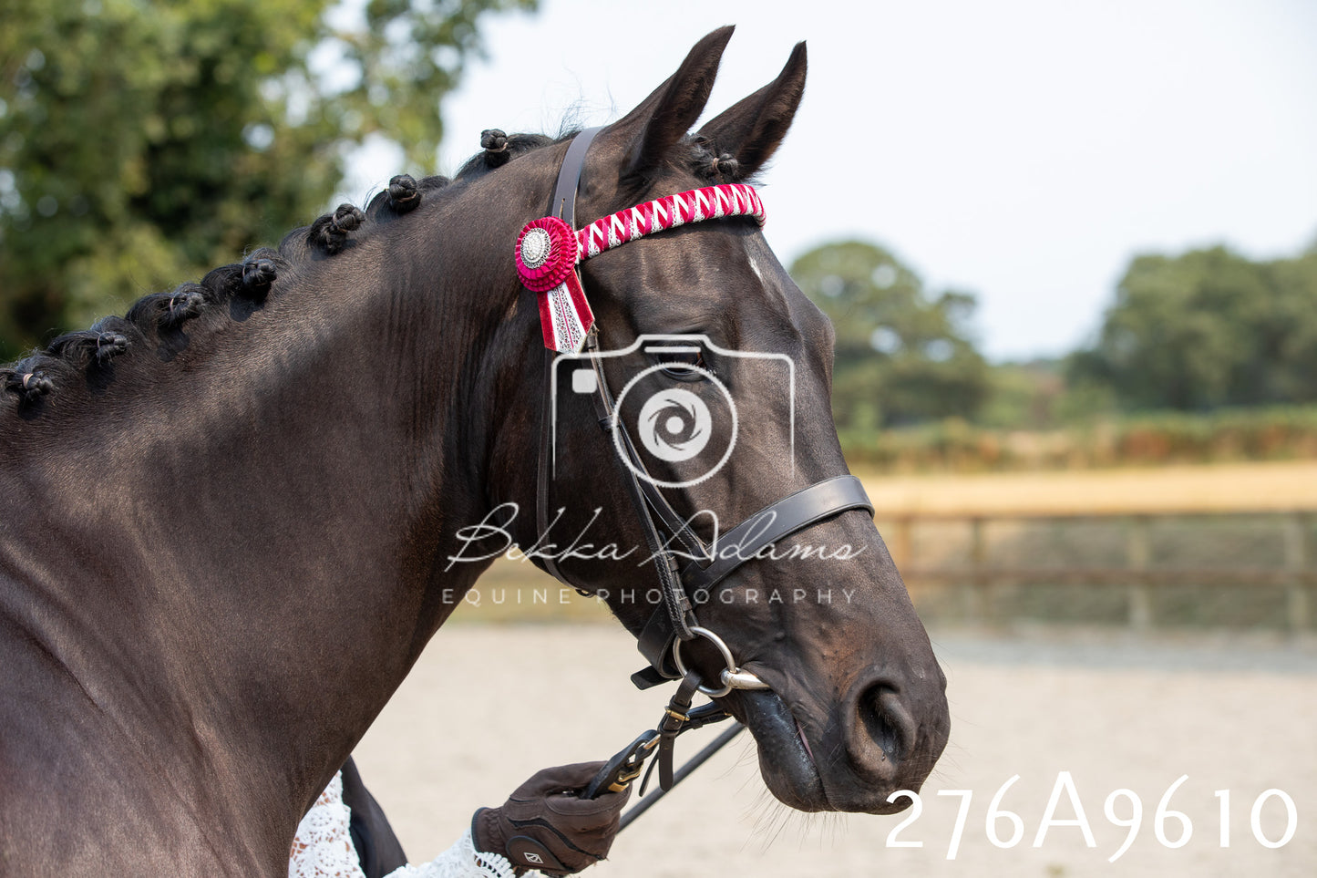 Home Farm Annual Show 2025 - Inhand Pt 2