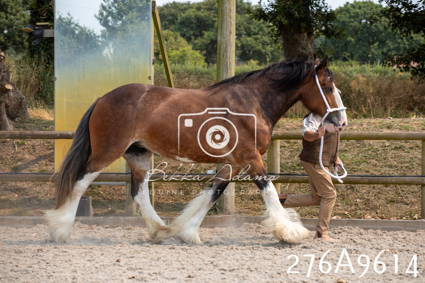 Home Farm Annual Show 2025 - Inhand Pt 2