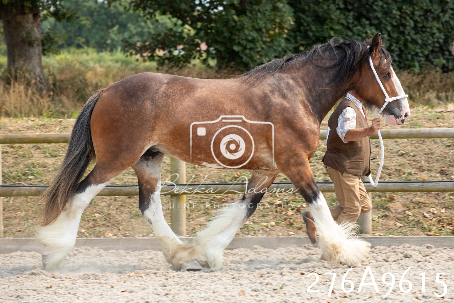 Home Farm Annual Show 2025 - Inhand Pt 2