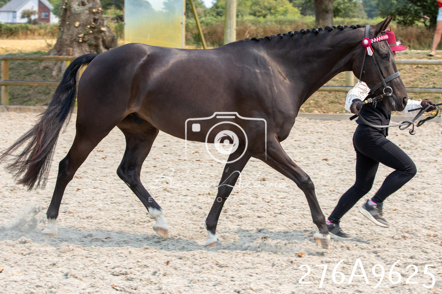 Home Farm Annual Show 2025 - Inhand Pt 2
