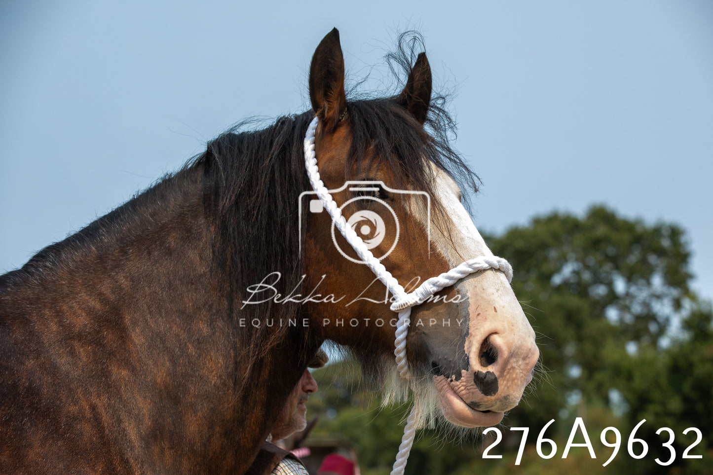 Home Farm Annual Show 2025 - Inhand Pt 2
