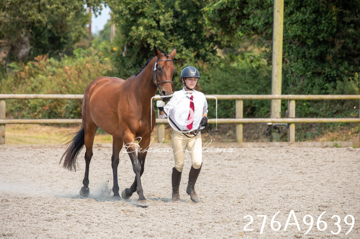 Home Farm Annual Show 2025 - Inhand Pt 2