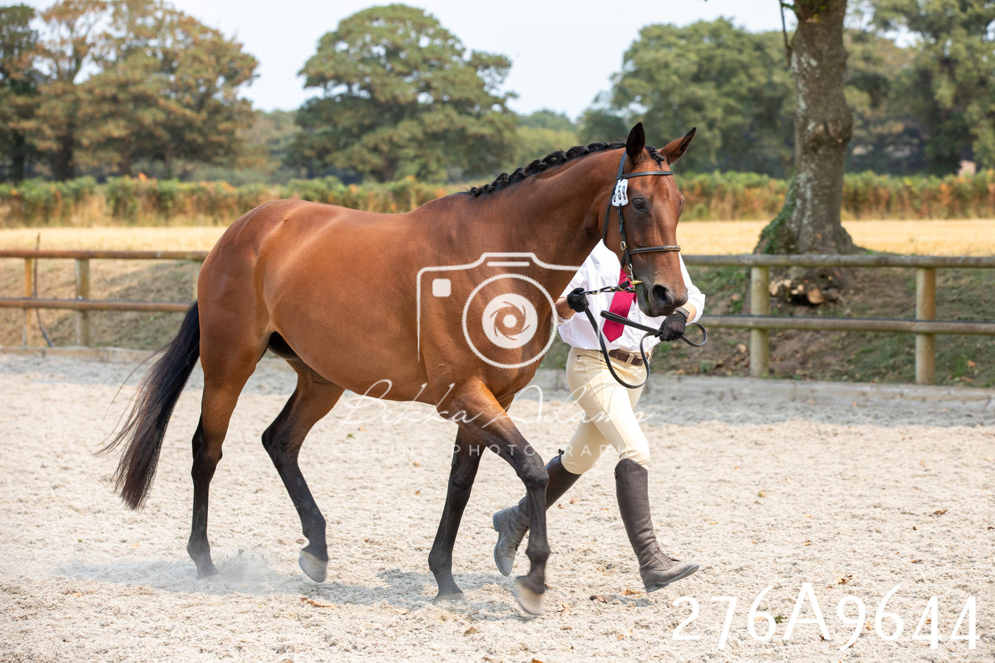 Home Farm Annual Show 2025 - Inhand Pt 2