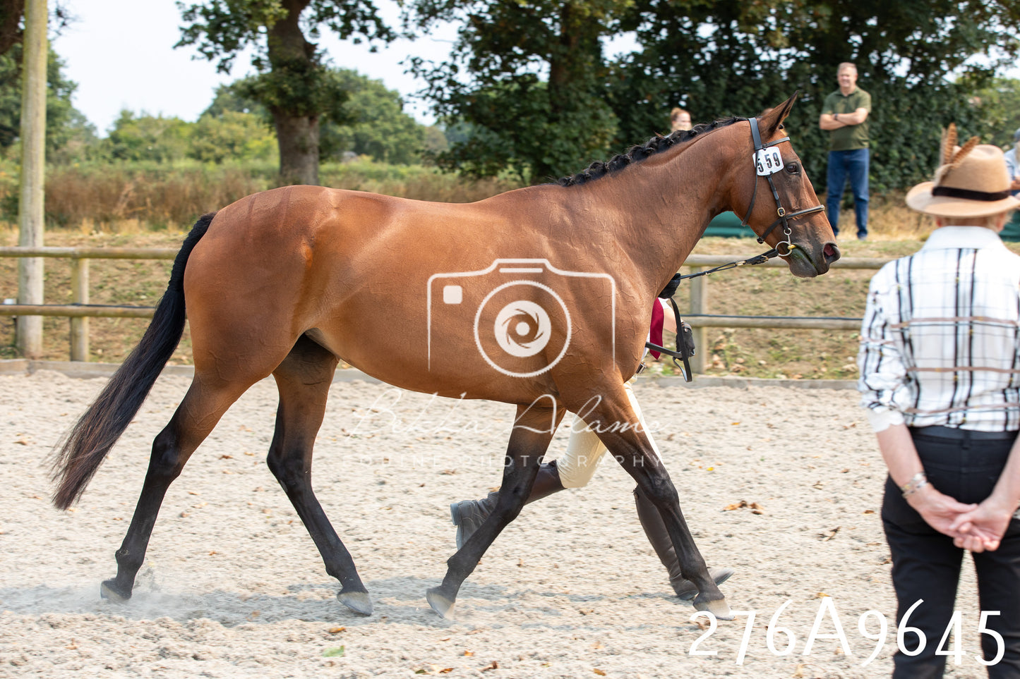Home Farm Annual Show 2025 - Inhand Pt 2