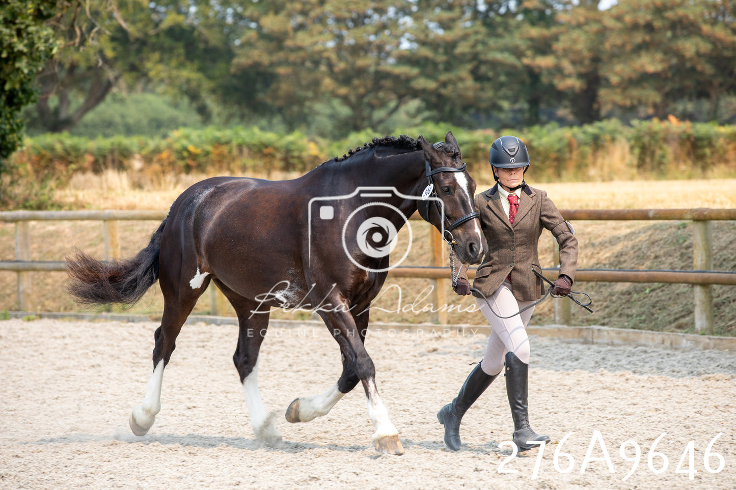 Home Farm Annual Show 2025 - Inhand Pt 2