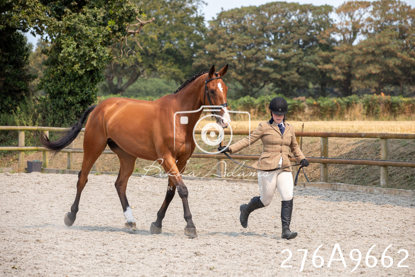 Home Farm Annual Show 2025 - Inhand Pt 2