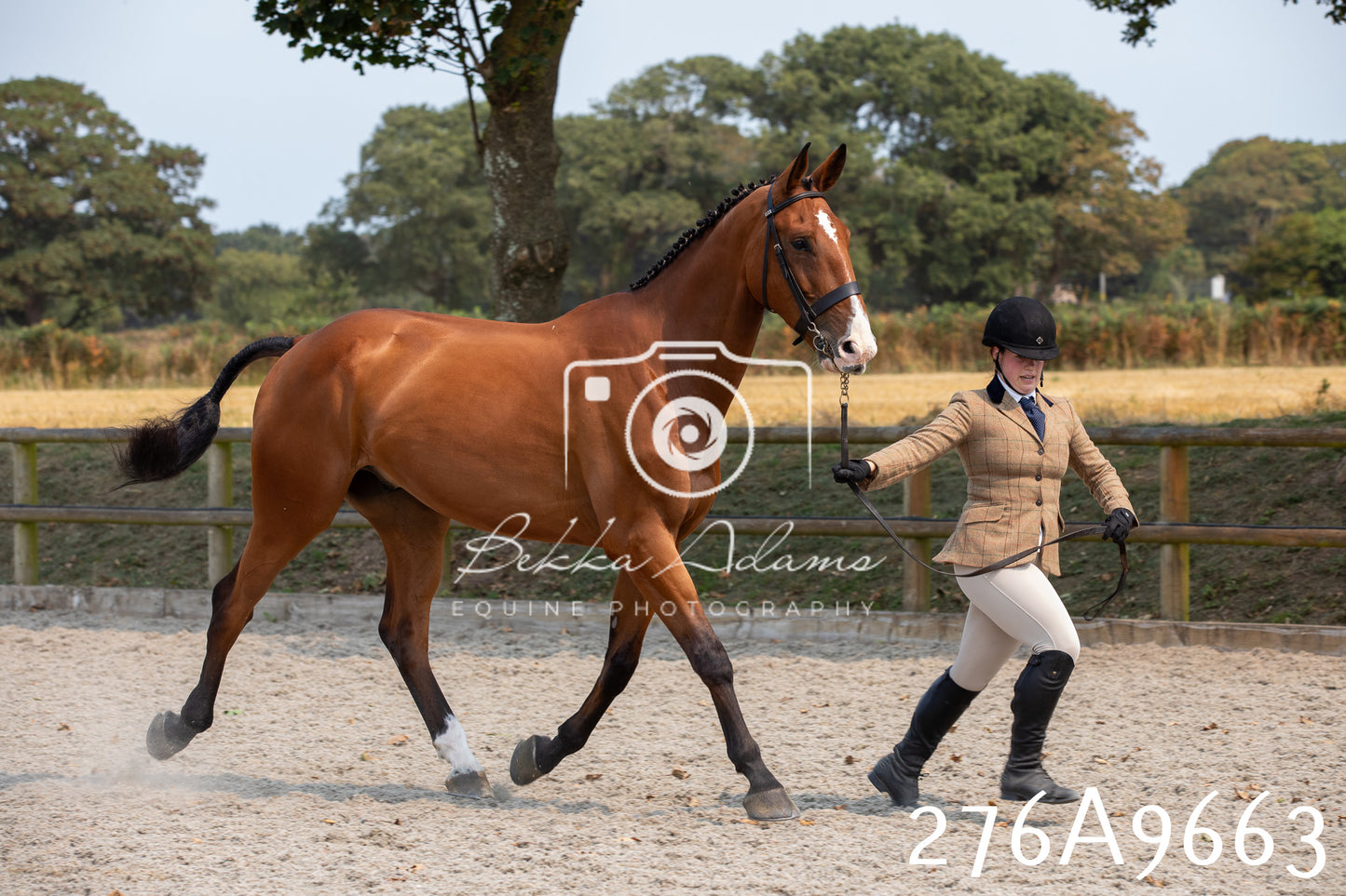 Home Farm Annual Show 2025 - Inhand Pt 2