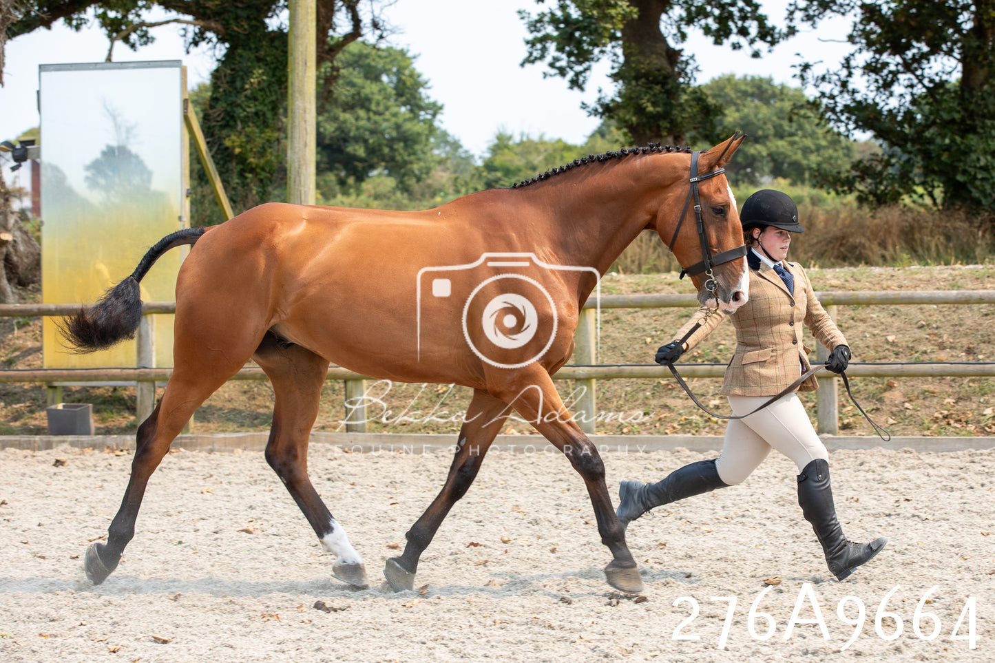 Home Farm Annual Show 2025 - Inhand Pt 2