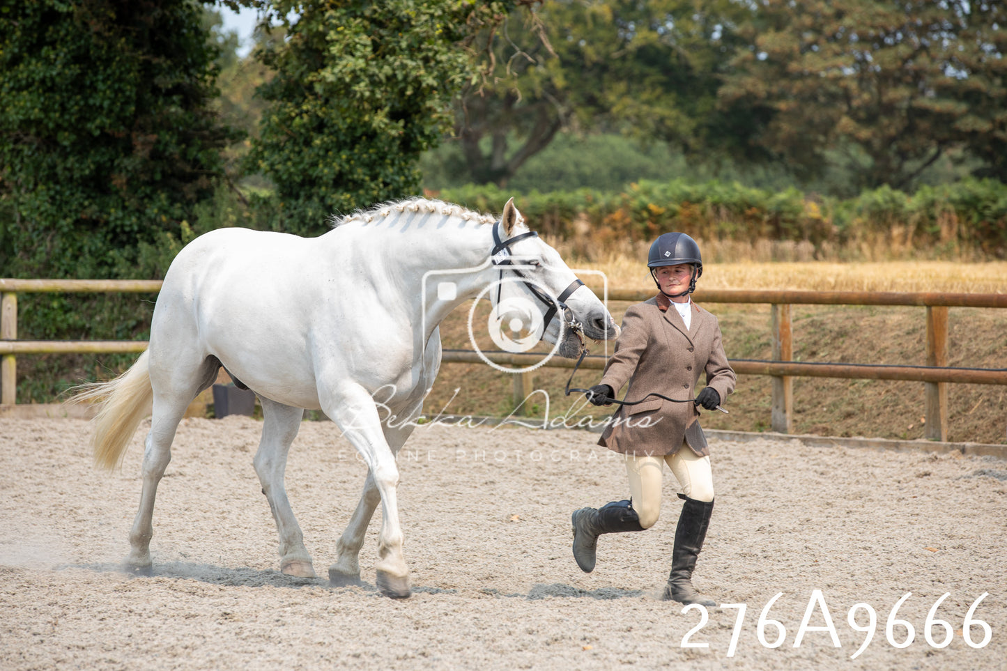 Home Farm Annual Show 2025 - Inhand Pt 2