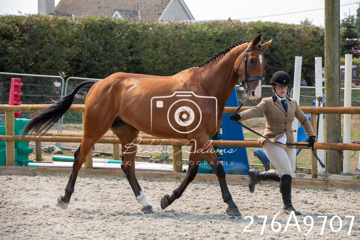 Home Farm Annual Show 2025 - Inhand Pt 2